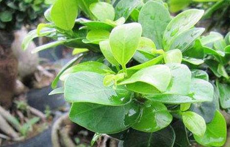 榕树怎么繁殖 盆栽榕树的养殖