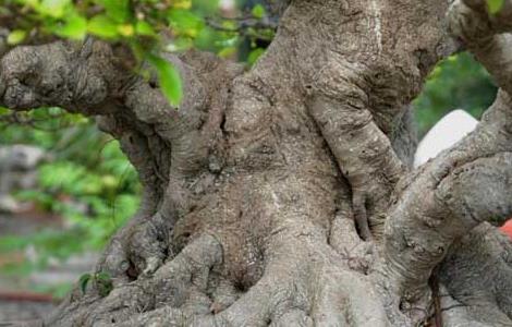 榕树盆景叶子发黄怎么办 榕树盆景叶子发黄脱落解决方法