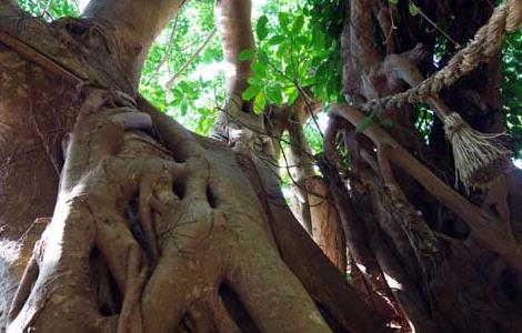 榕树的产地分布（榕树的产地分布图）