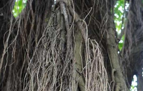 榕树气生根培养方法 榕树怎样培养气生根