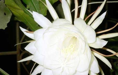 昙花的生命有多长（昙花的生命周期）