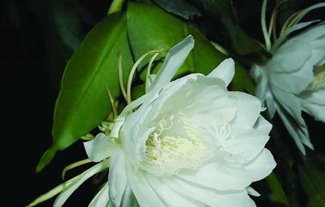 昙花的花语和传说 昙花的传说与花语