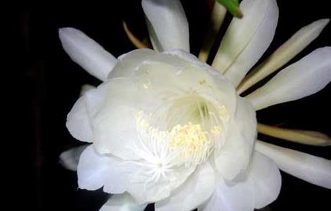 昙花的繁殖方法 昙花扦插叶子好还是杆子好