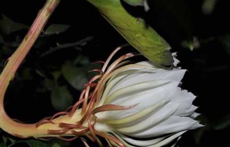 昙花为什么晚上开（昙花为什么晚上开花而且很快就掉线了）