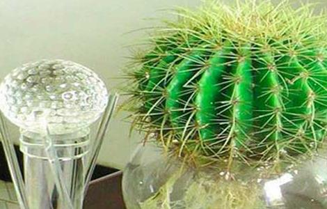 仙人球吸收甲醛吗 仙人球有吸甲醛的作用吗