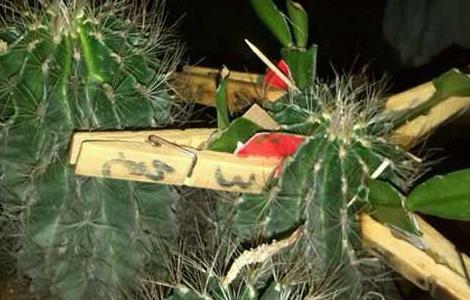 仙人球怎么嫁接蟹爪兰（仙人球怎么嫁接蟹爪兰视频）