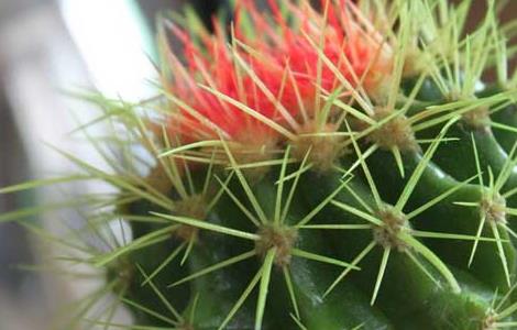 仙人球放在卧室好吗 仙人球放在卧室好不好