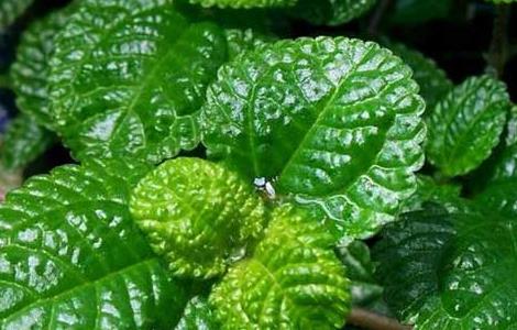 草莓吊兰的养殖方法（草莓吊兰的养殖方法视频）