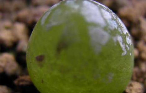 多肉灯泡怎么养 多肉灯泡怎么养发芽快