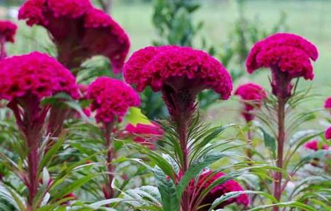 鸡冠花养殖方法 鸡冠花种植方法