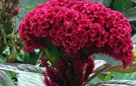 鸡冠花什么时候开（蝴蝶兰花开败了以后怎么处理）