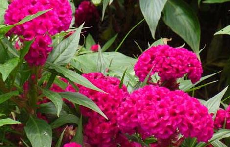 鸡冠花花语和传说（鸡冠花的花语和象征）