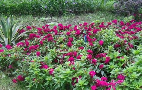 鸡冠花种子怎么种（鸡冠花种子怎么种出来的）