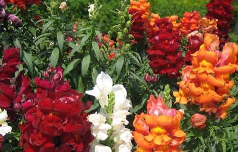 金鱼草养殖方法（金鱼草养殖方法和技巧）