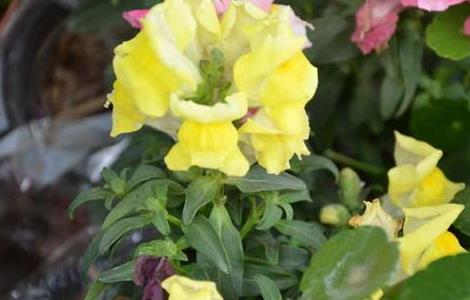 金鱼草什么时候开花（金鱼草花什么时候开花）