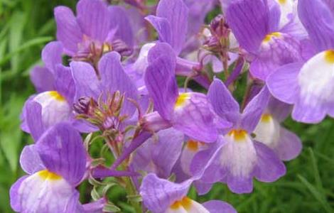 姬金鱼草养殖方法（金鱼草如何繁殖）