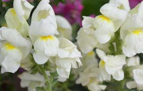 金鱼草的播种方法（金鱼草的播种方法图片）