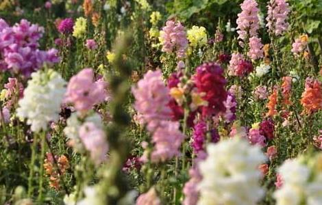 金鱼草的播种方法