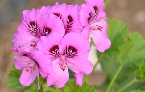 天竺葵的扦插方法 天竺葵的扦插方法和注意事项有哪些