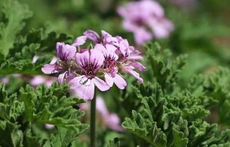 香叶天竺葵养殖方法（香叶天竺葵养殖方法图解）