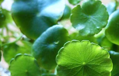 铜钱草怎么养最好 铜钱草怎么养最好活