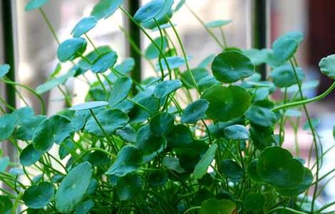 铜钱草会开花吗 铜钱草的花语