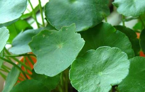 破铜钱草怎么养 破铜钱草怎么养在鱼缸中