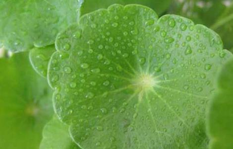 铜钱草怎么水培养殖 铜钱草怎么水培养殖的