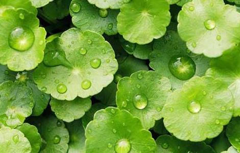 铜钱草种子怎么种 铜钱草种子直接放水里能活吗