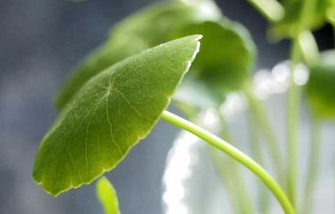 铜钱草叶子发黄怎么办（铜钱草叶子发黄怎么办呢）