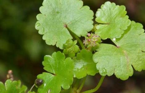 破铜钱草水培养殖方法（破铜钱草的养殖法）