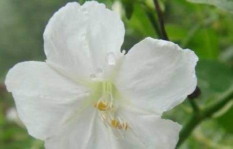 夜来香养殖方法 夜来香养殖方法与注意事项