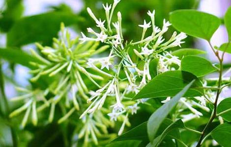 夜来香什么时候开花（夜来香一年开几次花）