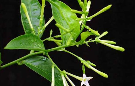 夜来香种子怎么种(夜来香种子怎么种植)