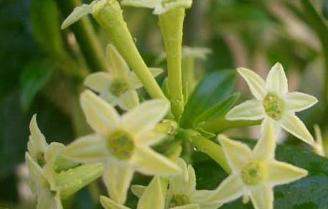 夜来香种子怎么种