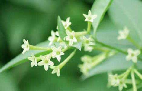 夜来香能放卧室吗 夜来香可以放房间吗