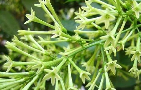 夜来香扦插繁殖方法