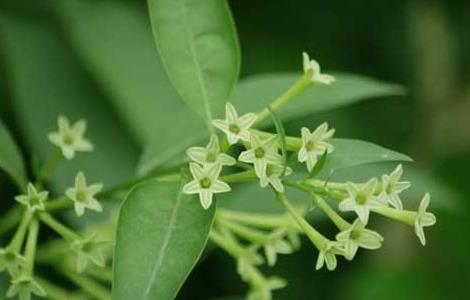 夜来香叶子发黄怎么办（夜来香叶子发黄是怎么回事）