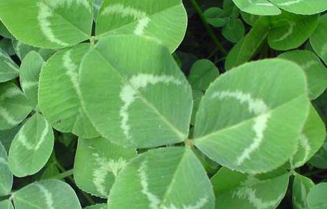 三叶草种子播种方法（三叶草种子怎么播种）