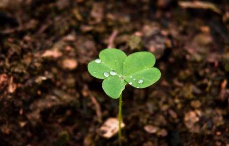 三叶草的花语和传说 三叶草的含义与花语