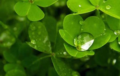 三叶草的种植价值 三叶草的种植价值和用途