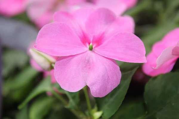 怎么种凤仙花种子，种植流程是什么 凤仙花种子的养殖方法