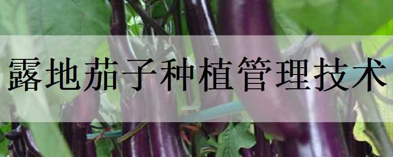 露地茄子种植管理技术 露地茄子种植管理技术培训