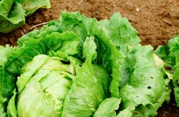 结球生菜 结球生菜怎么吃