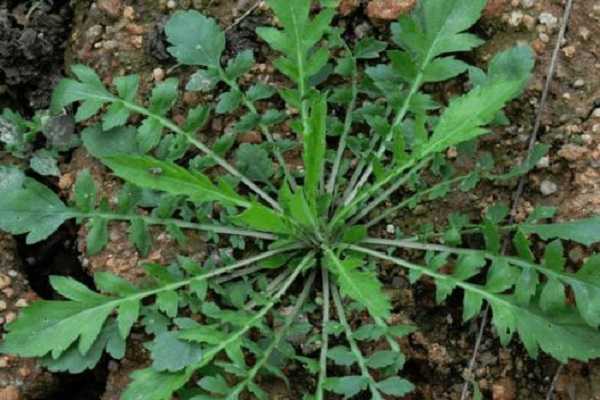 荠菜种子怎样催芽，荠菜的种植方法（荠菜种子怎么采）