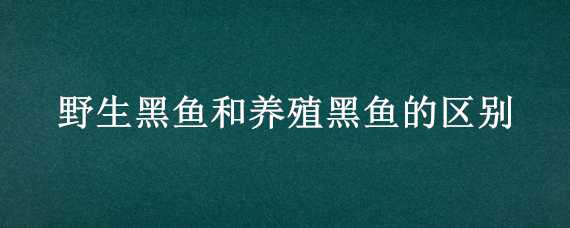 野生黑鱼和养殖黑鱼的区别（野生黑鱼和养殖黑鱼的区别在哪些地方）