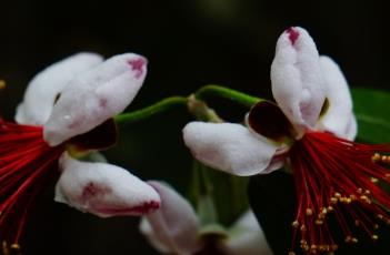 菲油果（菲油果好吃吗）