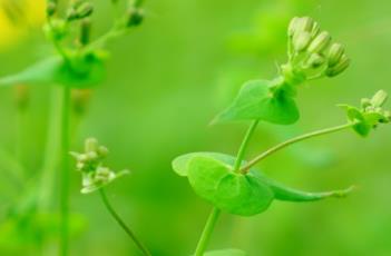 抱茎小苦荬（抱茎小苦荬图片）