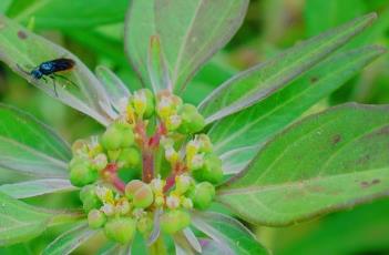 齿裂大戟 齿裂大戟的功效和作用