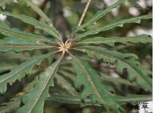 孔雀木 孔雀木的养殖方法和注意事项